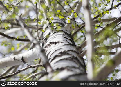 trunk of a birch tree with green branch in spring forest