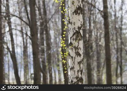 trunk of a birch tree with green branch in spring forest
