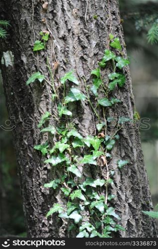 trunk of a birch with ivy leafes