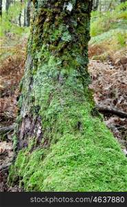 Trunk of a mossy tree in autumn