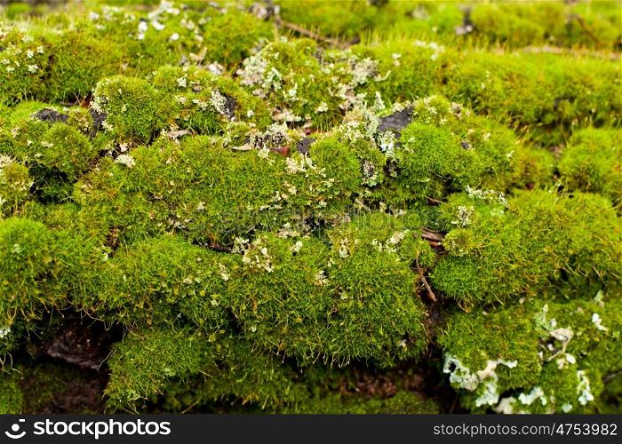 Trunk of a tree full of green moss