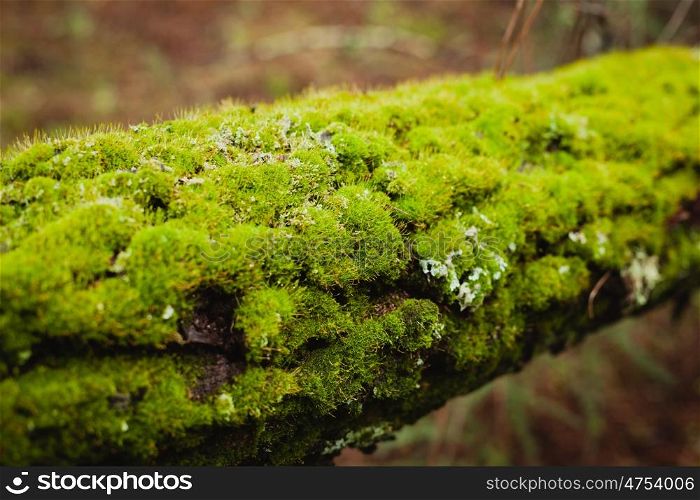 Trunk of a tree full of green moss