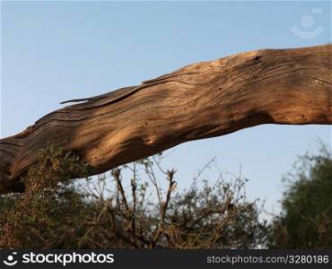 Trunk of a tree over Kenya landscape
