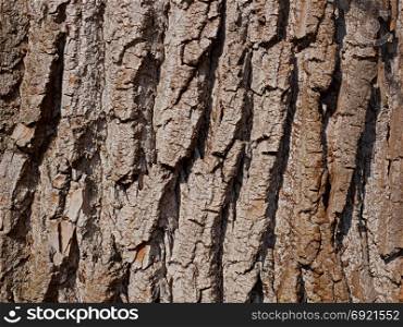Trunk of an old willow tree with wrinkled bark, horizontal photo, close-up