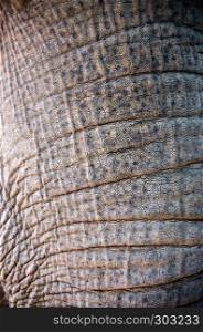 trunk of elephant with rough skin close-up. trunk of elephant with rough skin