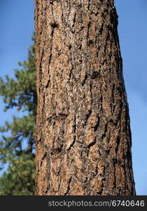 Trunk of Ponderosa Pine, Deschutes River, Central Oregon Trunk of Ponderosa Pine, Deschutes River, Central Oregon