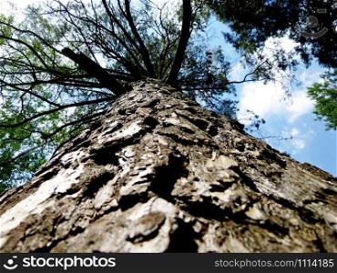 Trunk of the tree below upwards. Very old pine. Thick trunk. On the background of the sky with clouds. Trunk of the tree below upwards. Very old pine. On the background of the sky with clouds