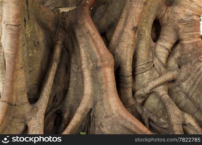 trunk of the tree. Tree age. Roots and large stems.