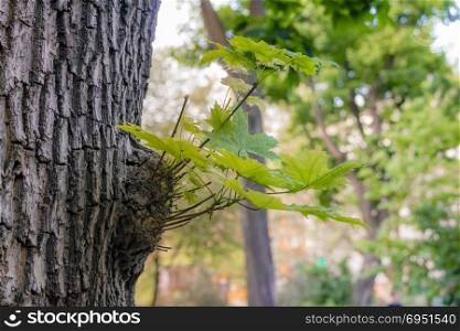 Trunk of tree with leaf buds on forest.