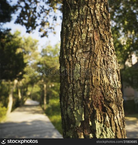 Trunk of tree with wooded sidewalk in background at Bald Head Island, North Carolina.