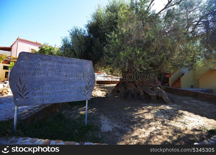 trunk, roots and branches of old olive tree