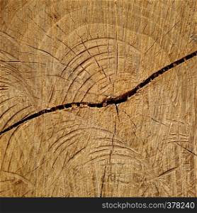 trunk wooden texture background