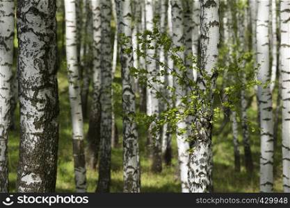 trunks of birch trees in spring day as a background