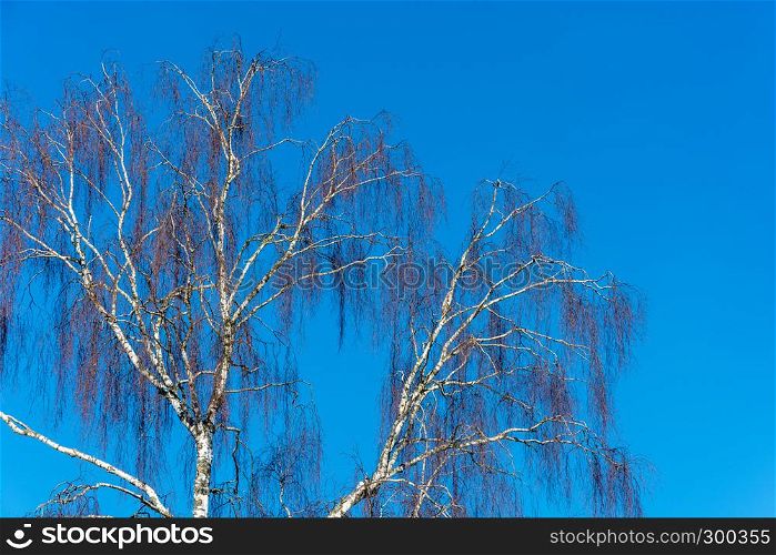 Trunks of birch trees without leaves against the blue sky on a Sunny day.