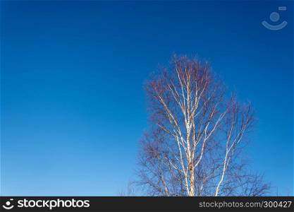 Trunks of birch trees without leaves against the blue sky on a Sunny day.