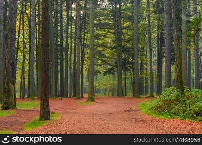 trunks of coniferous trees in the forest, shooting in the morning