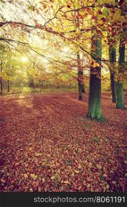 Trunks of trees in forest. . Trunks of trees in forest. Autumnal vegetation in woodland. Nature fall season concept.