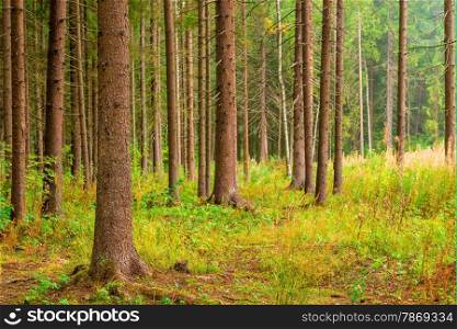 trunks with branches sticking out the tall pines in coniferous forest