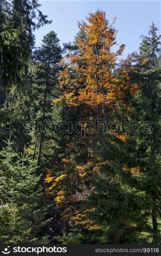 Tsarska or Royal Bistritsa park for rest and walk with differently trees in venerable autumnal forest near by resort Borovets, Rila mountain, Bulgaria