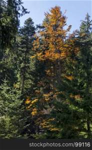 Tsarska or Royal Bistritsa park for rest and walk with differently trees in venerable autumnal forest near by resort Borovets, Rila mountain, Bulgaria