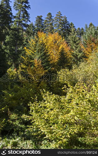 Tsarska or Royal Bistritsa park for rest and walk with differently trees in venerable autumnal forest near by resort Borovets, Rila mountain, Bulgaria