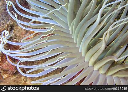 Tube-dwelling Anemone, Ceriantharia, Cerianthus membranaceus, Cabo Cope-Puntas del Calnegre Natural Park, Mediterranean Sea, Murcia, Spain, Europe