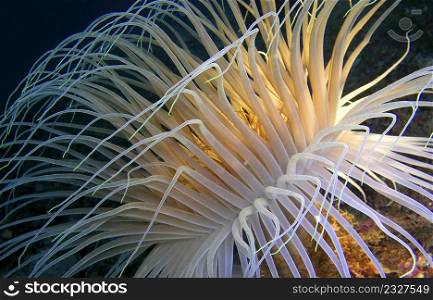 Tube-dwelling Anemone, Cerianthus membranaceus, Cabo Cope Puntas del Calnegre Regional Park, Mediterranean Sea, Murcia, Spain, Europe