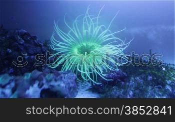 Tube-dwelling anemones or cerianthids