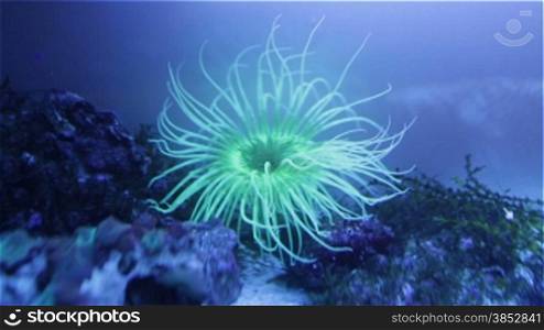 Tube-dwelling anemones or cerianthids