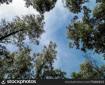 Tuchola Forest trees as nature background. Exploration and summer nature concept. Tuchola Forest in a region at South Kashubia in Poland.. Tuchola Forest trees as nature background.