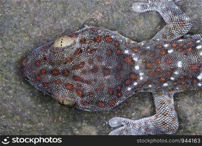 Tucktoo Gecko's head closeup. A large sized arboreal gecko which are seen commonly habiting the tree hollows. Assam. India
