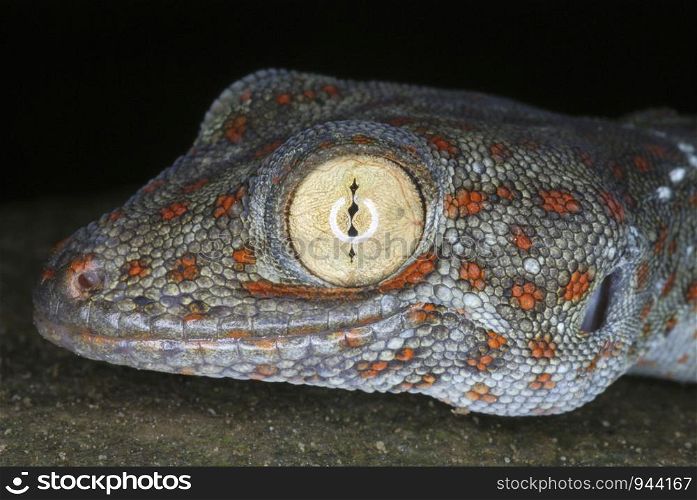 Tucktoo Gecko's head closeup. A large sized arboreal gecko which are seen commonly habiting the tree hollows. Assam. India