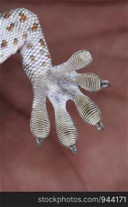 Tucktoo Gecko's lamellae. the number of lamellae on a geckos 'foot helps to ascertain species. these special helpful foe geckos for climbing vertical surfaces