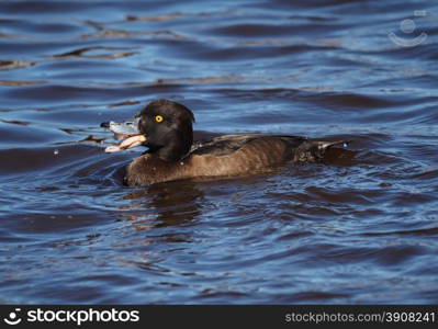 Tufted duck, Aythya fuligula