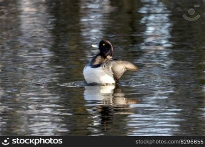 Tufted Duck flaps its wings, Boberger Dunen. Tufted duck flaps wings