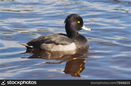 Tufted duck in the river. Tufted duck