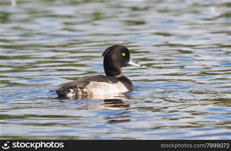 Tufted duck in the river. Tufted duck