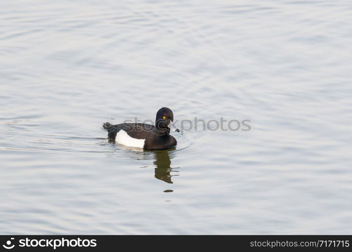 Tufted Duck Male, Aythya fuligula, Jamnagar, India, AmitraneJPG.JPG