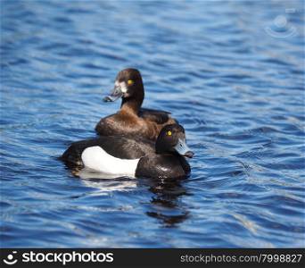 tufted duck on the lake in summer. tufted duck on the lake