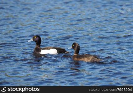 tufted duck on the lake in summer. tufted duck on the lake