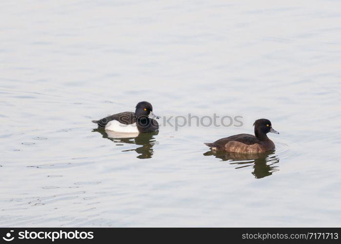 Tufted Ducks Pair, Aythya fuligula, Jamnagar, India