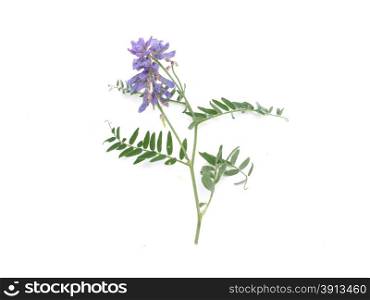 Tufted Vetch flowers isolated on white (Vicia Cracca)
