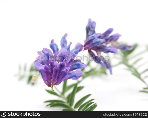 Tufted Vetch flowers isolated on white (Vicia Cracca)