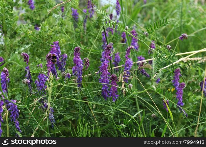 Tufted Vetch. Latin name Vicia cracca. Spikes of bluish purple flowers