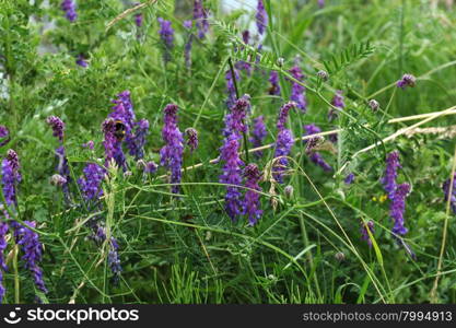 Tufted Vetch. Latin name Vicia cracca. Spikes of bluish purple flowers