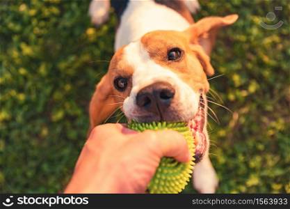 Tug of war with beagle dog on a grass in sunny summer day poster. Tug of war with beagle dog on a grass in sunny summer day
