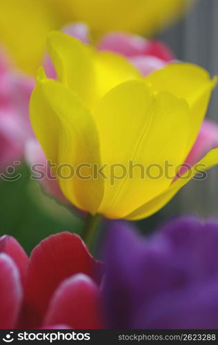 Tulip