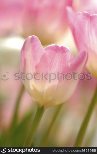 Tulip