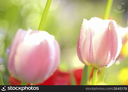 Tulip