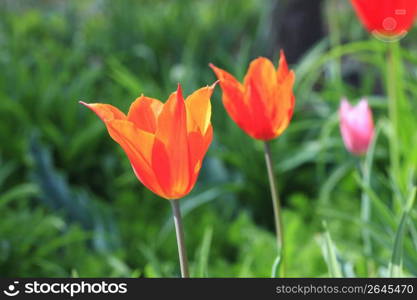 Tulip